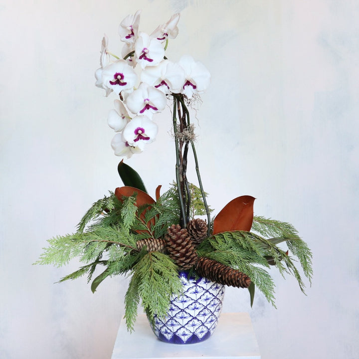 Winter floral arrangement with white orchid, evergreen branches, magnolia leaves, and pinecones in a decorative blue and white pot from Rochester, NY florist