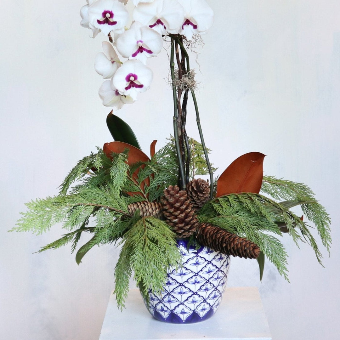 Winter floral arrangement with white orchid, evergreen branches, magnolia leaves, and pinecones in a decorative blue and white pot from Rochester, NY florist