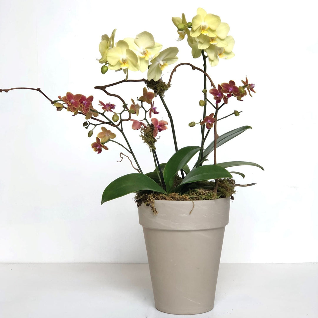 Deluxe Orchid Houseplant in Pot - STACY K FLORAL Two blooming orchid plants potted in a neutral container with moss and branching accents.