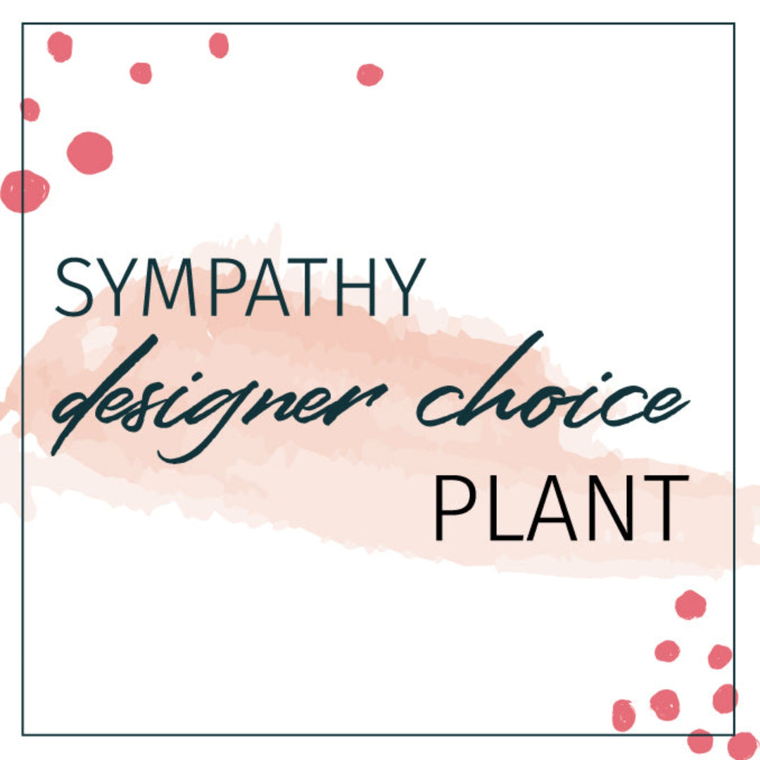 Designer's Choice Sympathy Plant Houseplants - STACY K FLORAL