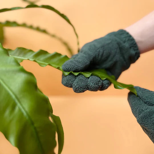 Leaf Cleaning Gloves | We The Wild | Close up of the gloves in action. It shows someone gently holding and rubbing the dust off of a plant leaf.