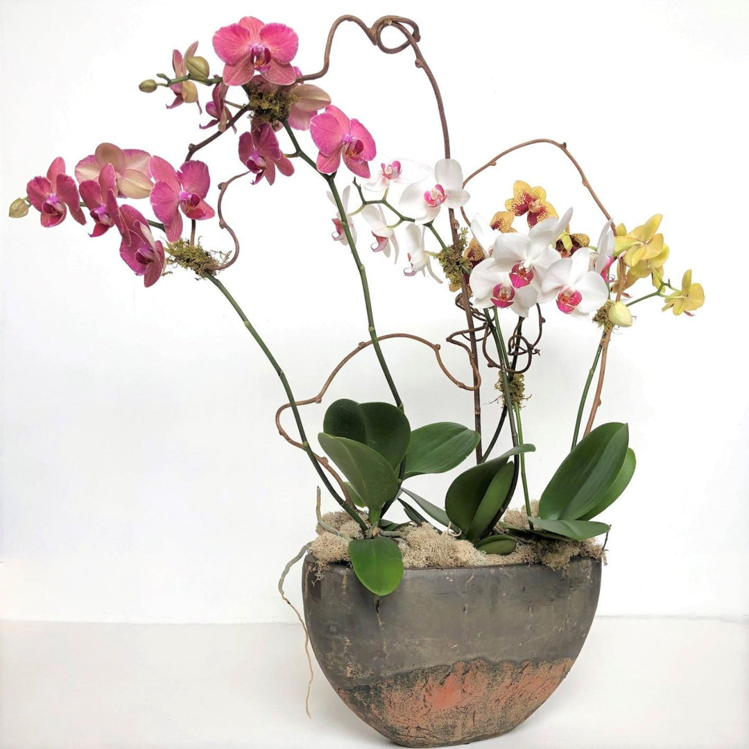 Luxury Orchid Houseplant in Pot - STACY K FLORAL Houseplants Multiple blooming orchid plants potted in a large sleek container with moss and branching accents.