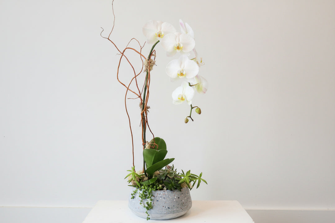 White single orchid plant with succulent base in ceramic container with white background. Rochester NY Flower Delivery | Rochester NY Plant Delivery 