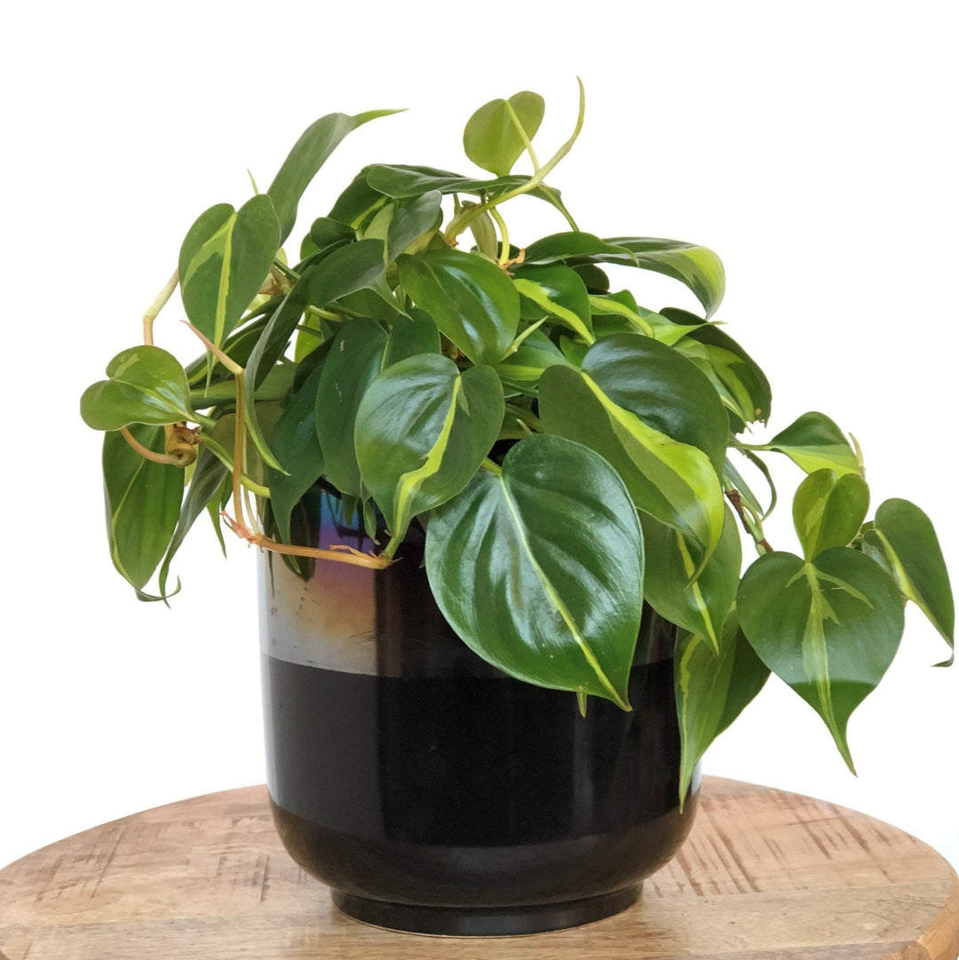 Philodendron Houseplant - STACY K FLORAL