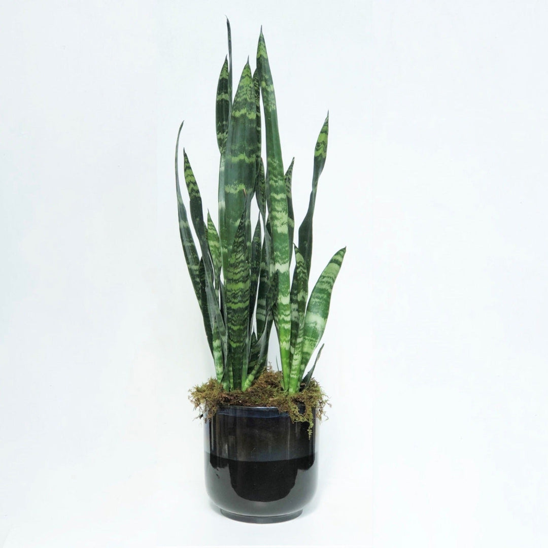 are snake plants hardy Stacy K Floral