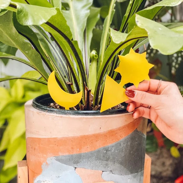 Sticky Traps | Close up on the sticky traps as they are being placed in a plant pot. They are yellow, one is shaped like a crescent moon while the other is shaped like a sun. Photo by Classy Casita