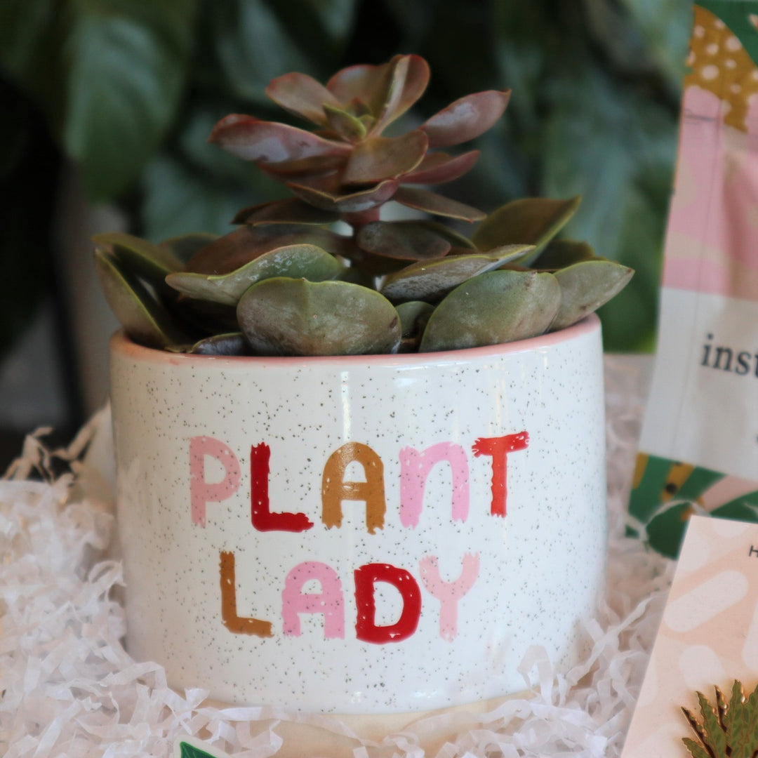 Close up of a succulent in a planter with text "Plant Lady" in pink, red, and orange.