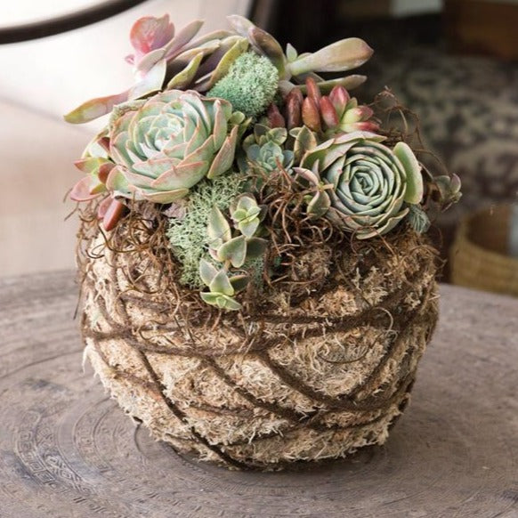 Succulent Kokedama Kit | Moss ball with a succulent garden on top and twine wrapped around the base.