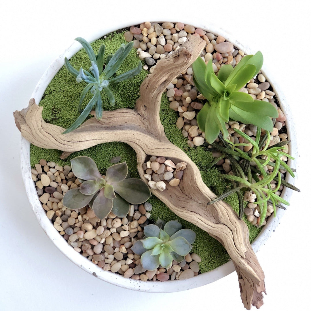 Succulent Garden - STACY K FLORAL Houseplants Includes an assortment of succulents, stones, driftwood, and decorative sand.