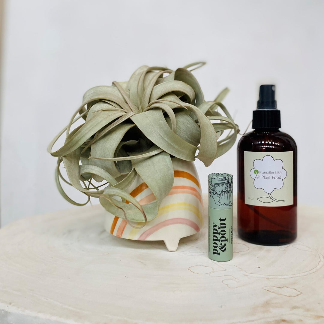 Air plant gift box set