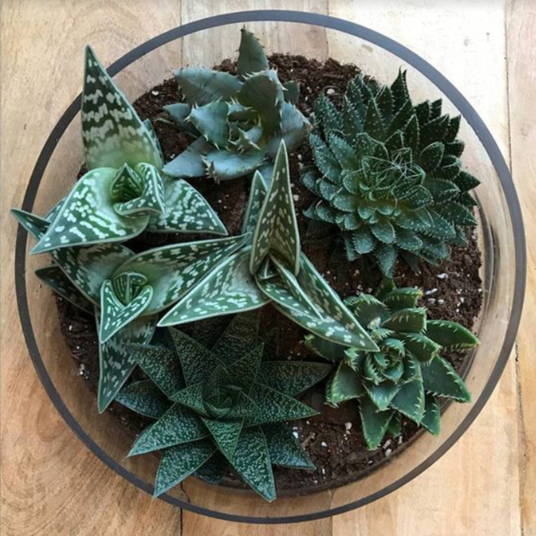 k succulent Assorted Succulent Garden