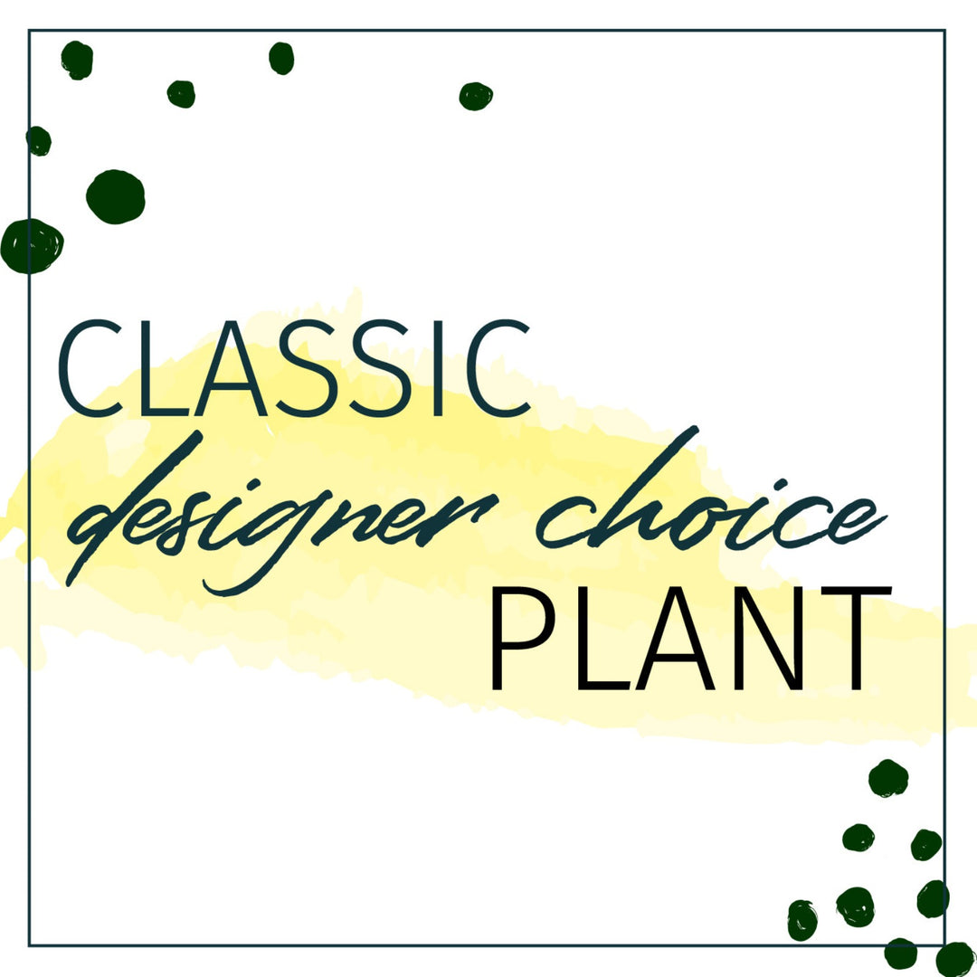 Designer's Choice Classic Plant Houseplant - STACY K FLORAL Looking to send a plant but not sure what?  Let our design team select for you based on your monetary preference.  Our studio is full of houseplants at all times and it's hard to keep everything on the site. 