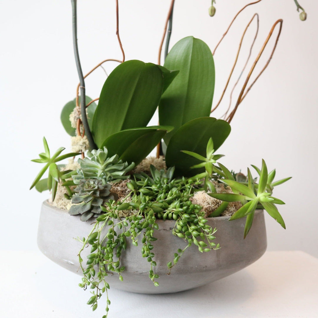 double potting succulents Stacy K Floral