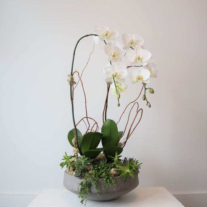White orchid with succulent base.  Rochester Plant Delivery | Houseplant store | Stacy K Floral
