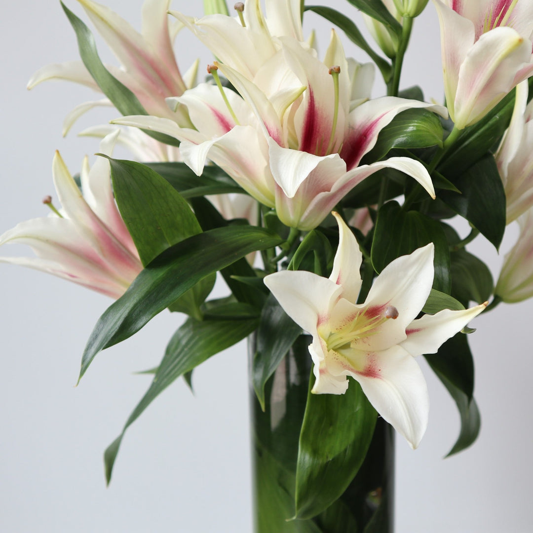 Close up on the lilies.