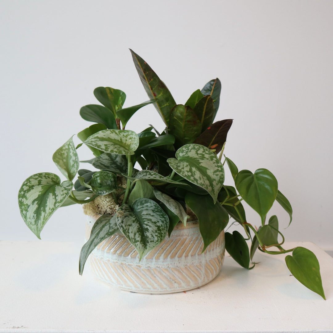 Luxe Plant Garden with house plants in a ceramic container. Houseplant Delivery Rochester NY