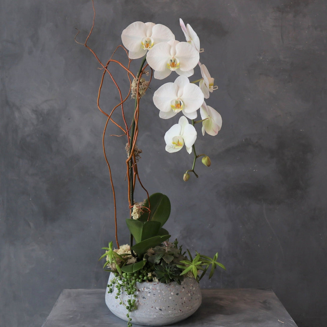 White single orchid plant with a succulent base in a ceramic container.  Houseplant Delivery Rochester NY | Rochester NY Florist 
