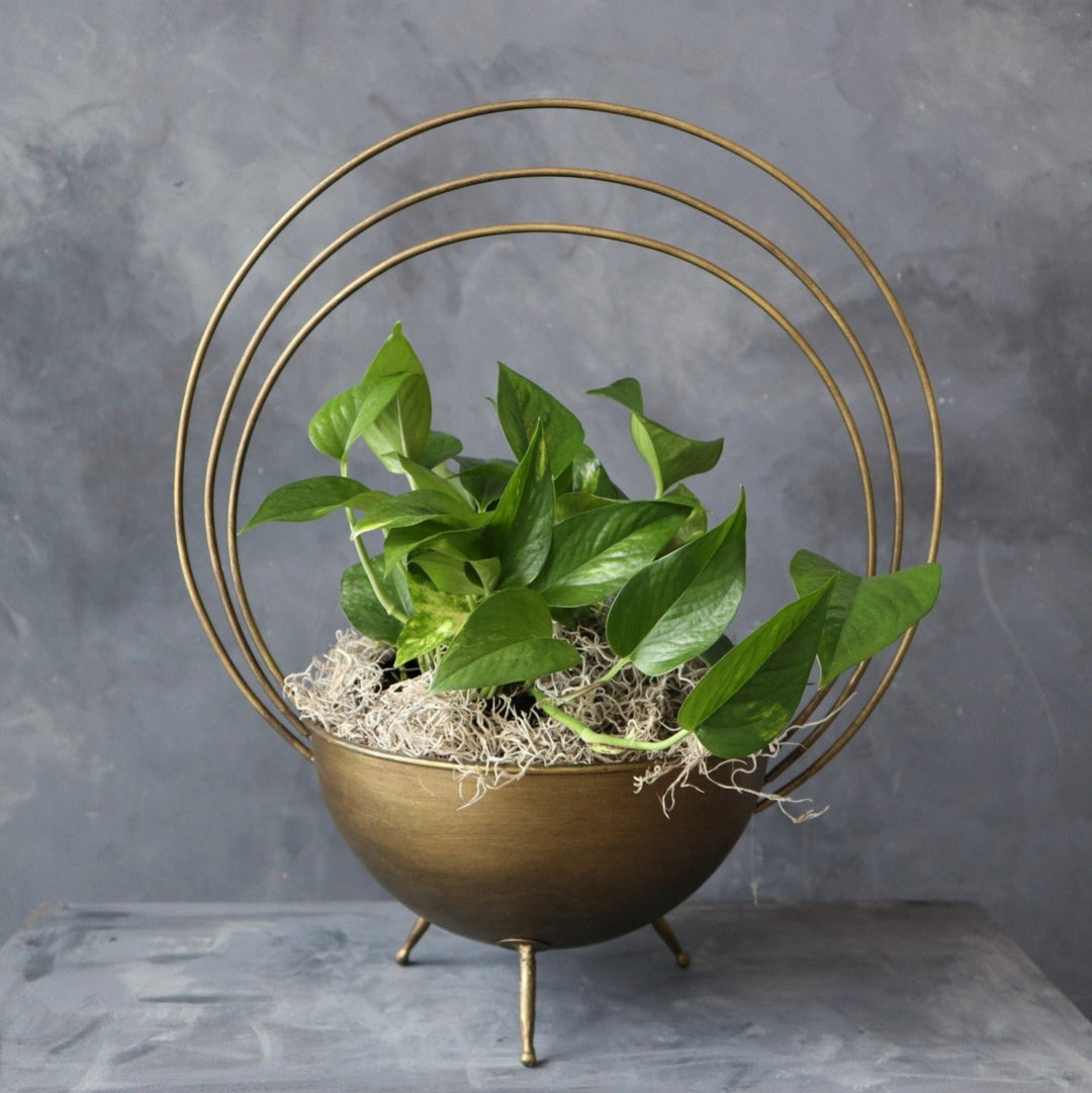 Green pothos plant in brass planter with decorative rings and moss accents. Photo taken on dark background.