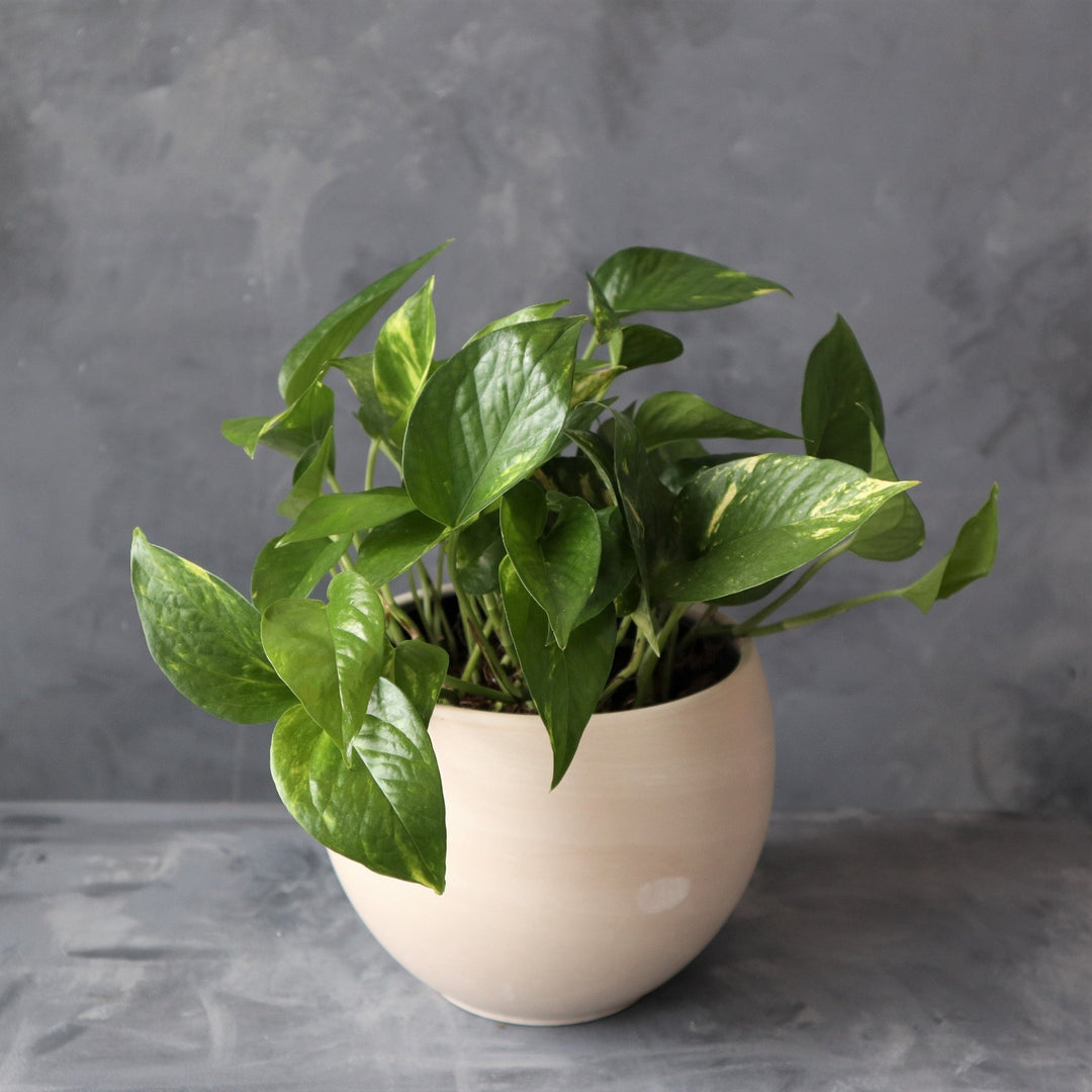 Pothos plant in white/creme color pot. Photo taken against dark background.