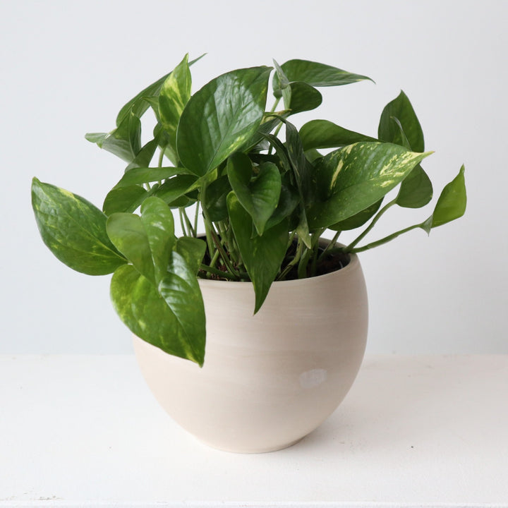 Pothos plant in white/creme color pot. Photo taken against white background.