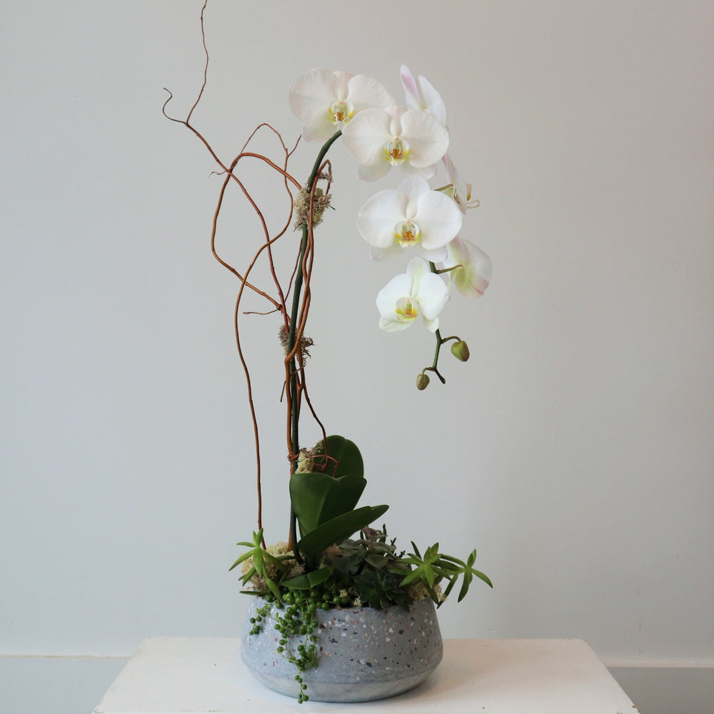 White single orchid plant with succulent base in ceramic container with white background. Rochester NY Flower Delivery | Rochester NY Plant Delivery 