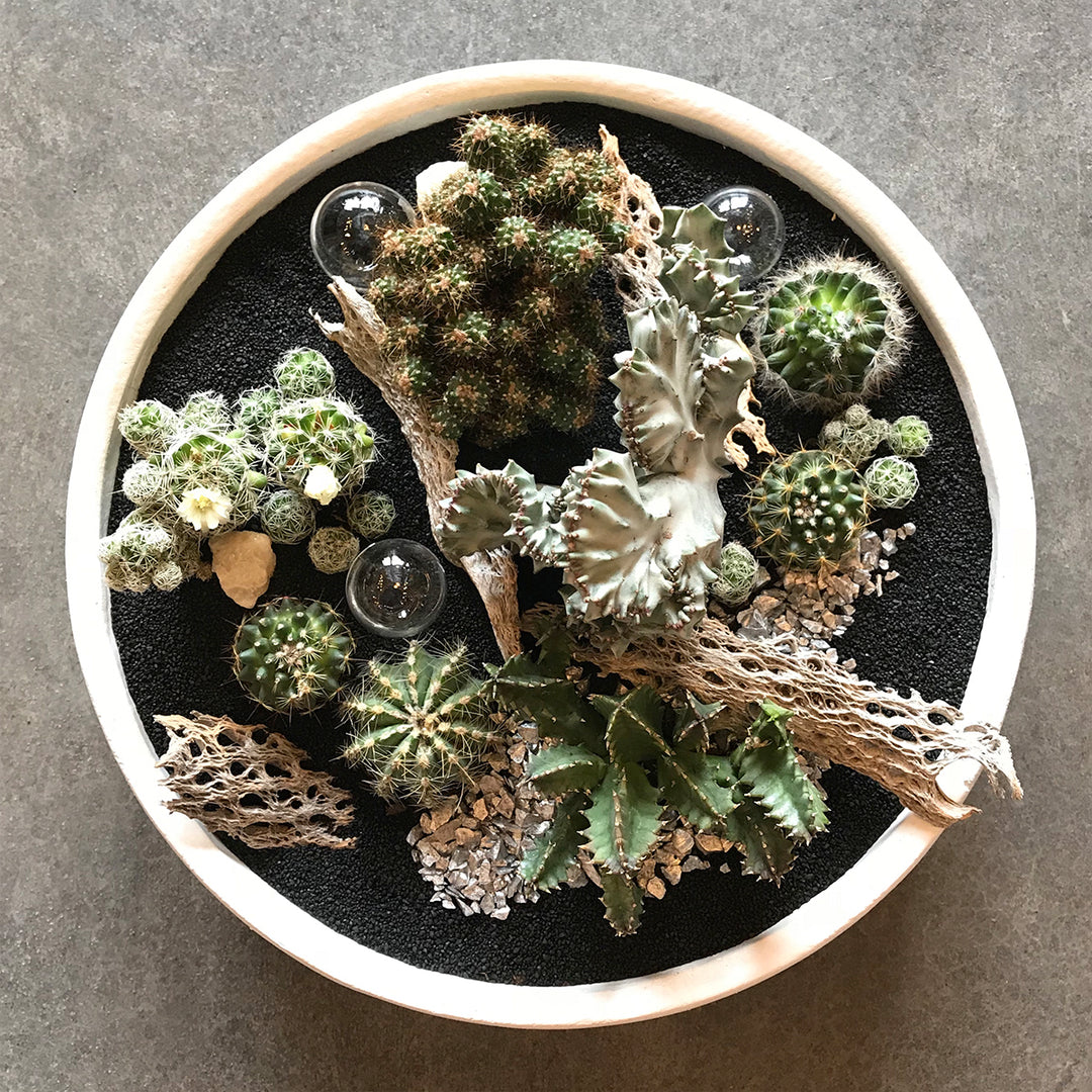 Deluxe Succulent and Cactus Garden - STACY K FLORAL