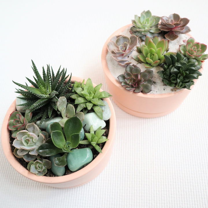 Succulent garden with a variety of succulents. With crystals accenting the garden in a pink pot.
