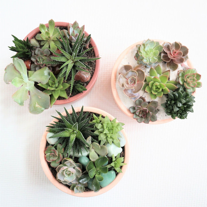 Succulent garden with a variety of succulents. With crystals accenting the garden in a pink pot.