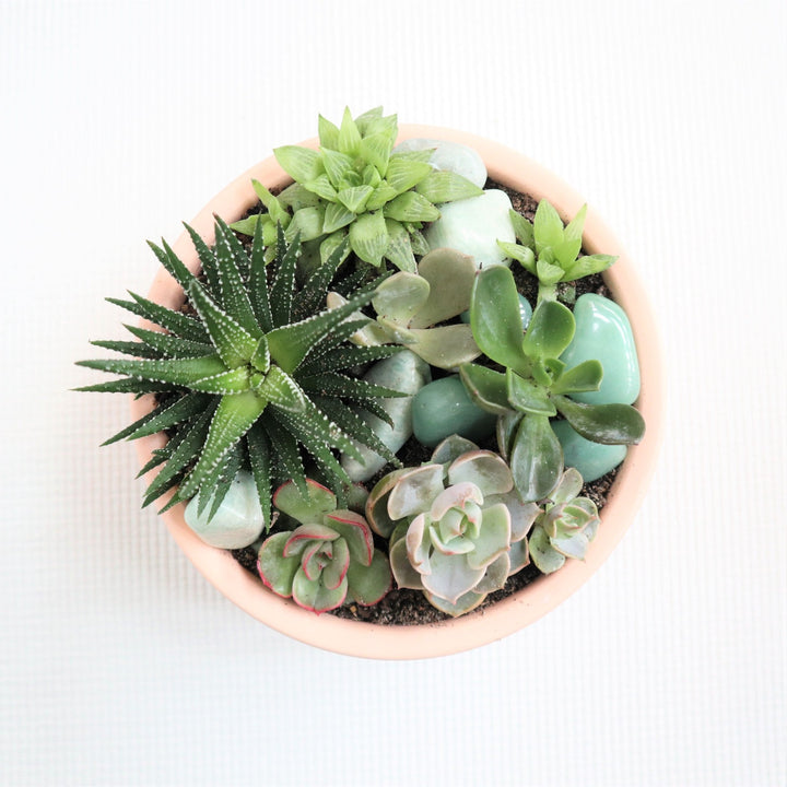 Succulent garden with a variety of succulents. With crystals accenting the garden in a pink pot. 