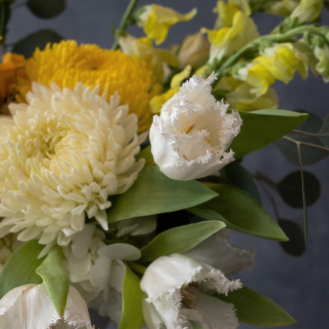 Close up of white frilled tulip and mums, photo taken on dark background,