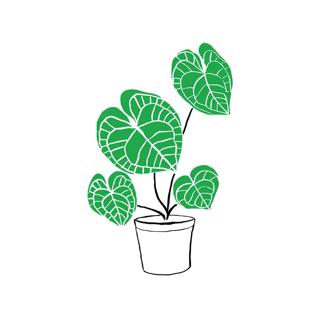 Tattly Tattoos | A green calathea plant in a pot.