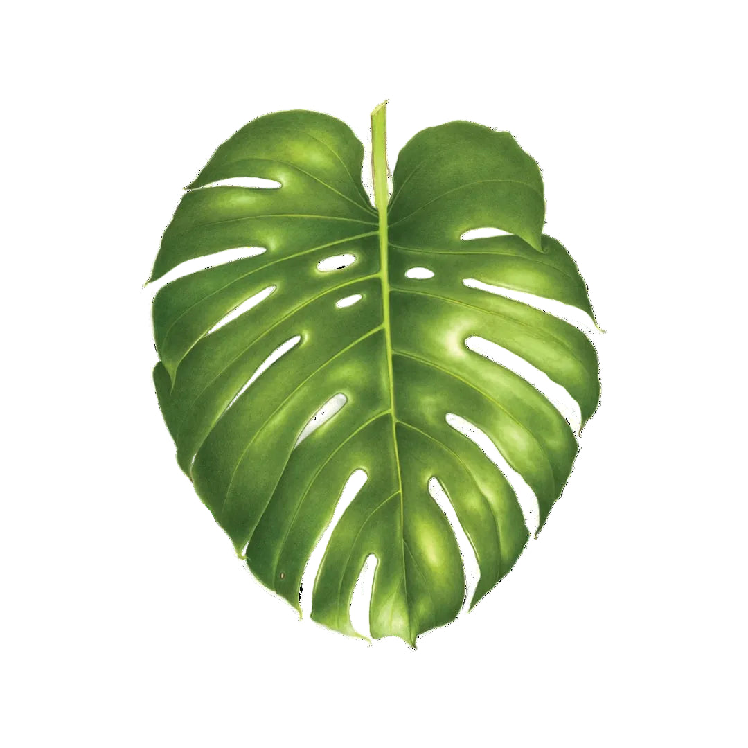 Tattly Tattoos | A green monstera leaf.