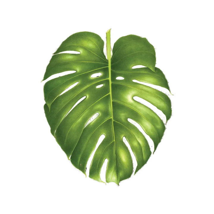 Tattly Tattoos | A green monstera leaf.