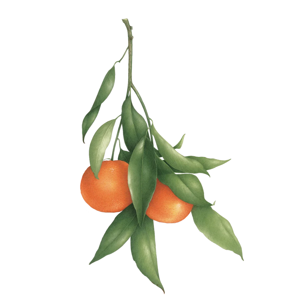 Tattly Tattoos | An orange fruit branch with two oranges and green leaves.