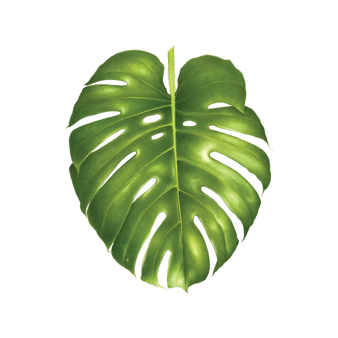 Tattly Tattoos | A green monstera leaf.