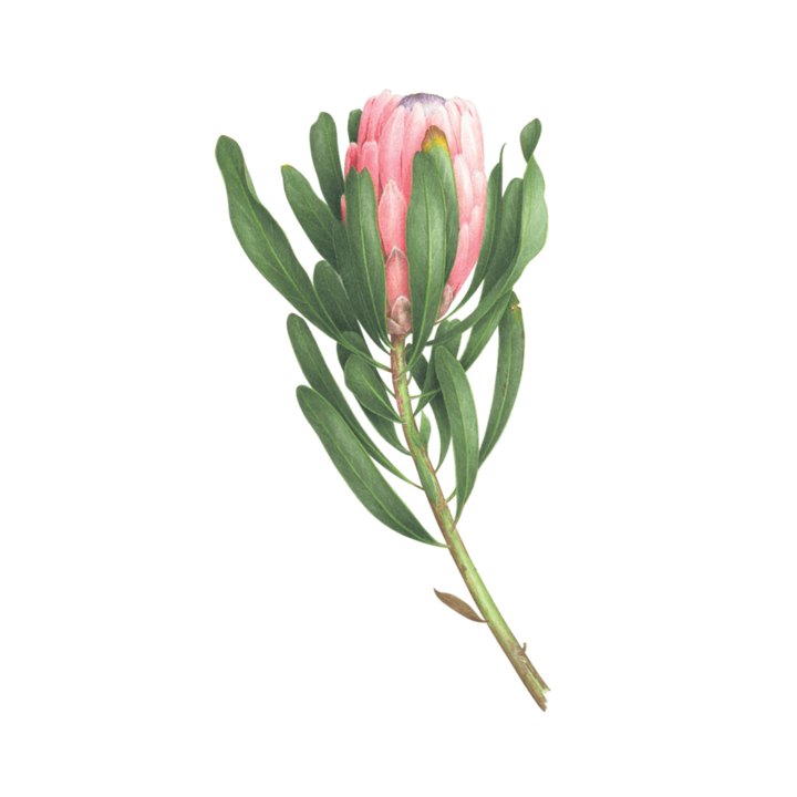 Tattly Tattoos | A pink protea with green leaves.
